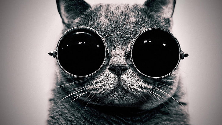 gray cat wearing sunglasses digital wallpaper, grayscale photo of cat wearing sunglasses