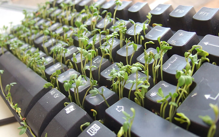 black computer keyboard, keyboards, nature, plants, selective focus, HD wallpaper