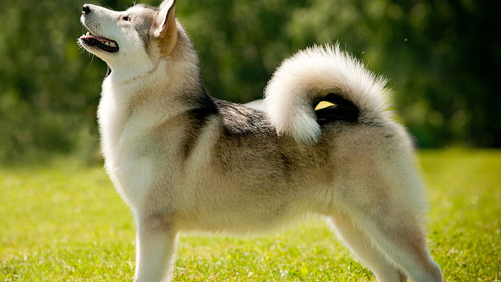 adult white and black Siberian husky, animals, dog, Alaskan Malamute