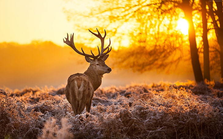 deer, animals, nature, landscape, sunlight, mammals, animals in the wild, HD wallpaper