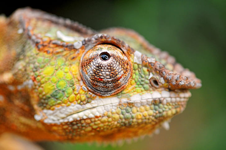 selective focus photography of yellow, brown, and green Chameleon