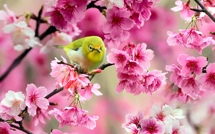 birds, animals, pink flowers, blossoms, colorful, flowering plant