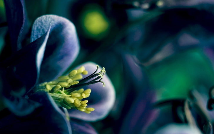 purple columbine flower, flowers, nature, macro, blue flowers, HD wallpaper