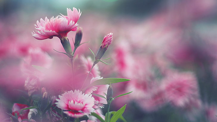 pink flowers, nature, flowering plant, pink color, freshness, HD wallpaper