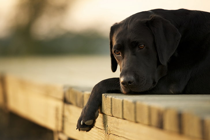 adult black Labrador retriever, dogs, down, sad, pets, animal