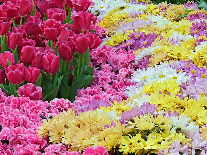 bed of flowers, tulips, chrysanthemums, carnations, carpet, flowering plant, HD wallpaper