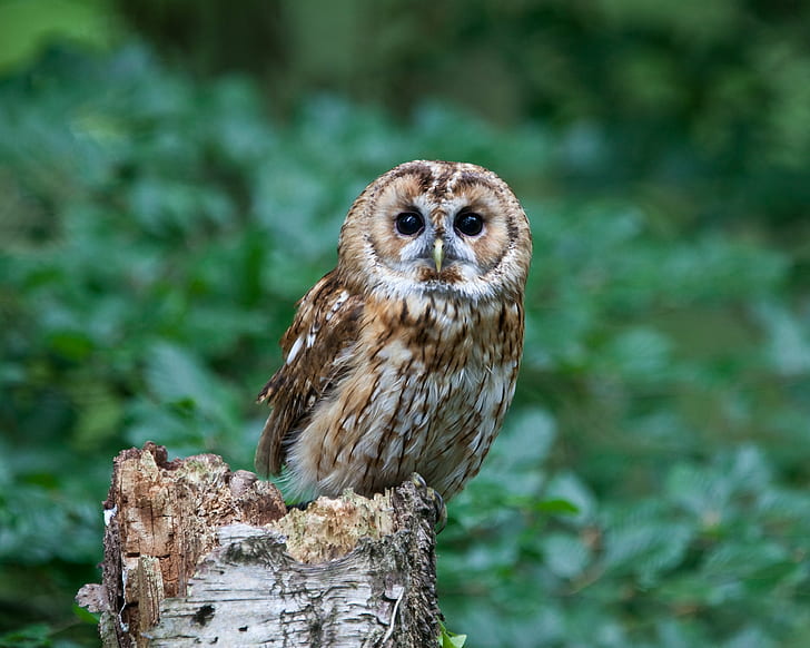 selective photo of owl, tawny owl, tawny owl, brown  owl, bird, HD wallpaper