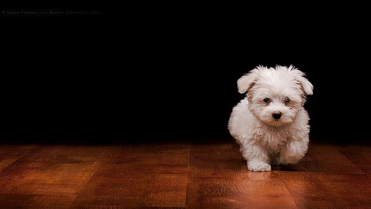 maltese dog, toy dog, animals, canine, domestic animal, lhasa, HD wallpaper