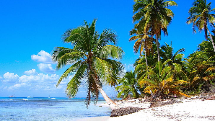 beach, holiday, coconut, palms, saona island, dominican republic