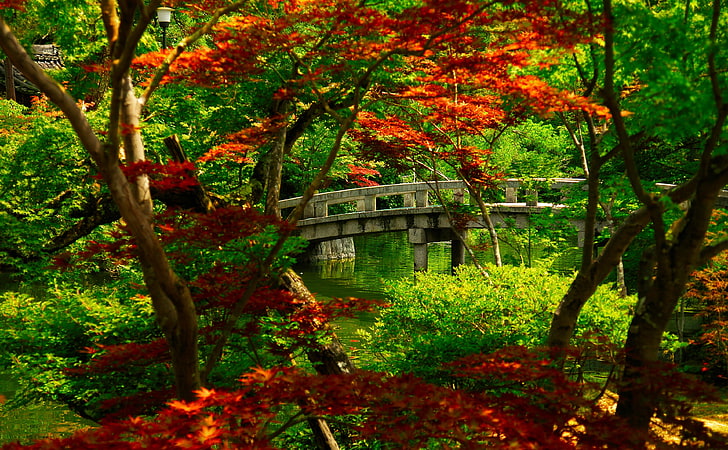 Japanese Garden (Kyoto), green and red leafed trees, Asia, cool