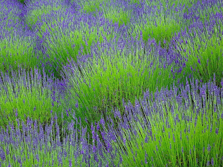 purple lavender field, flowers, herbs, nature, plant, blue, multi Colored