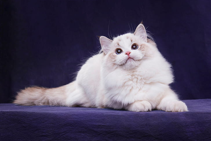 cat, white, look, pose, the dark background, kitty, paws, fluffy