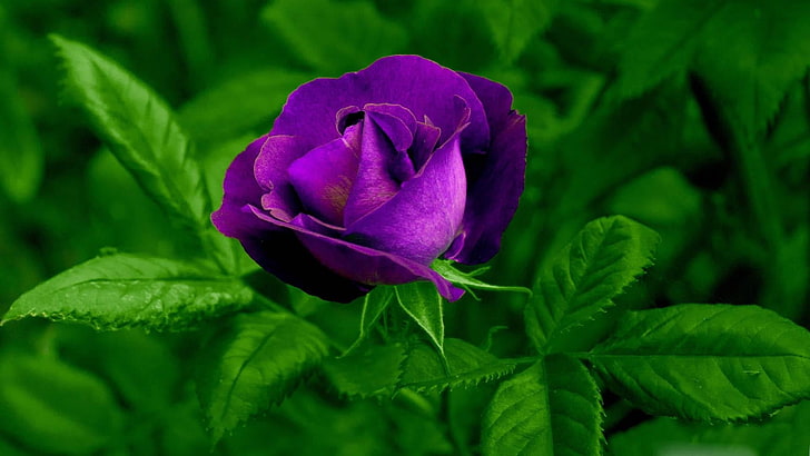 flower, garden, plant, rose, purple rose, leaf, flora, rosa centifolia, HD wallpaper