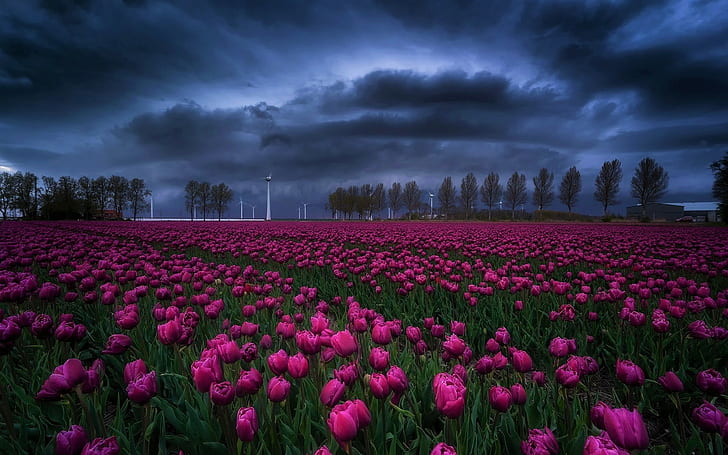 tulips, flowers, clouds, nature, HD wallpaper