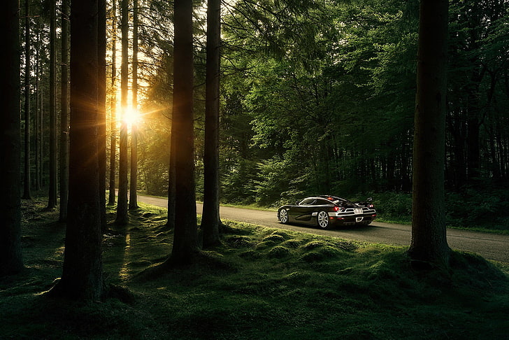 black coupe, nature, trees, forest, sunlight, Koenigsegg, sports car, HD wallpaper