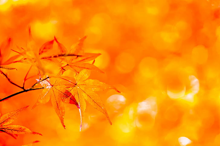 Maple leaf, Everlasting, Autumn, Tamron, 90mm, F2.8, Macro, foliage, HD wallpaper