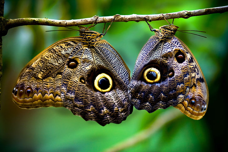 two brown-and-black butterflies, two brown-and-beige butterflies with eye prints on twig