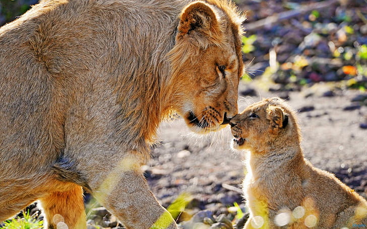 Lion Cub Rubbing Noses, cubs, big cats, animals, lions, family, HD wallpaper