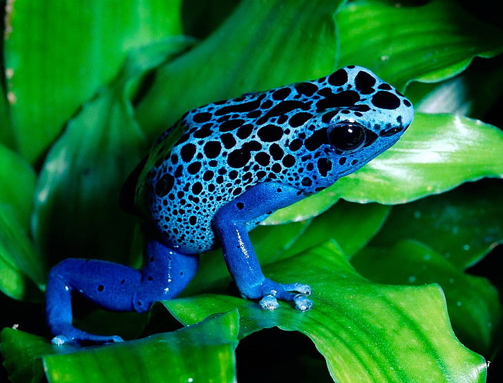 nature plants frogs amphibians poison dart frogs Animals Frogs HD Art