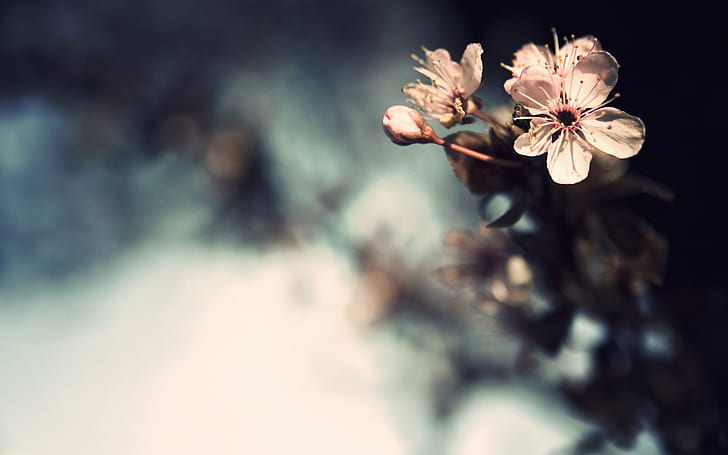 blossoms, flowers, bokeh, macro, plants, nature, blurred, blurred background, HD wallpaper