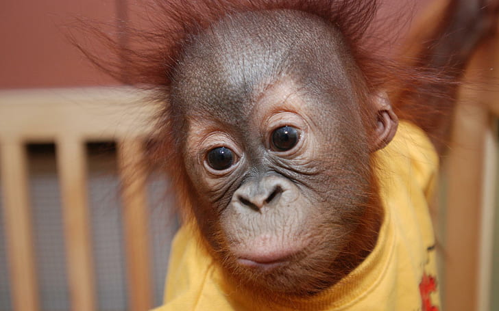 Orangutan baby 1, other animals, cute, HD wallpaper