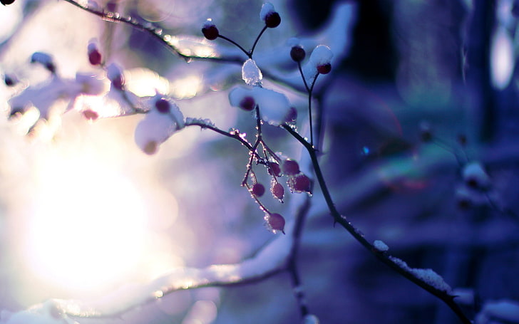 pink tree, winter, the sun, macro, snow, trees, branches, background, HD wallpaper