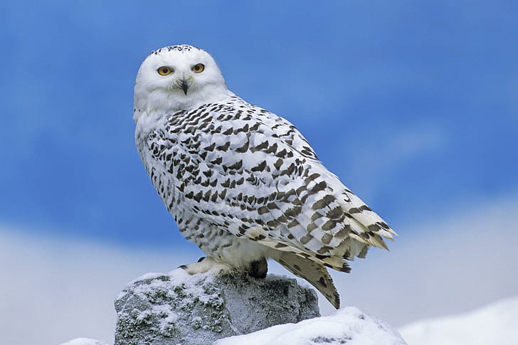 Snowy Owl 1, HD wallpaper