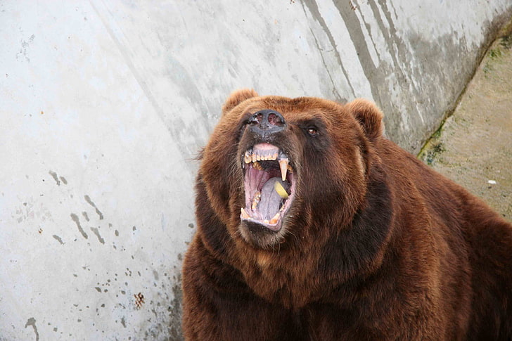 brown grizzly bear, aggression, teeth, anger, animal, mammal