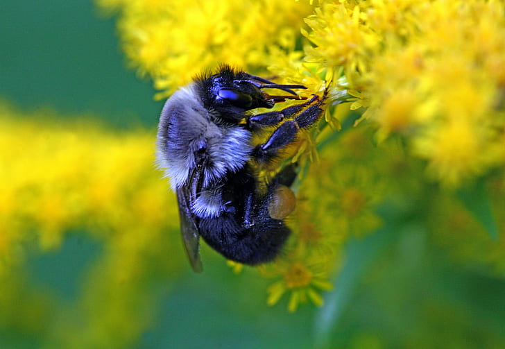 Carpenter Bee perched on yellow petaled flower, nature, bee  pollen