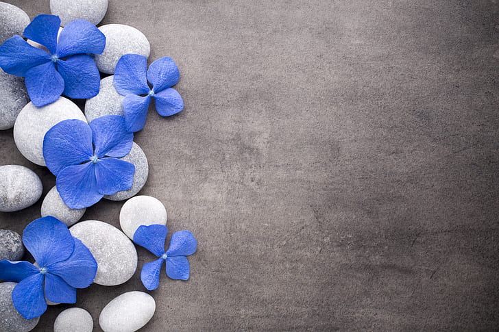 flowers, stones, blue, spa, zen, HD wallpaper