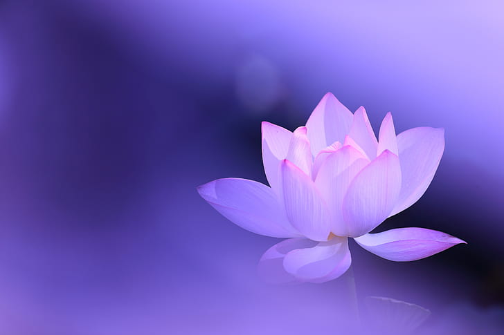 flower, background, lilac, pink, Lotus, HD wallpaper