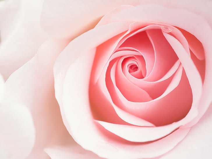 close up photography of pink rose, Blume, flower, Panasonic Lumix G5, HD wallpaper
