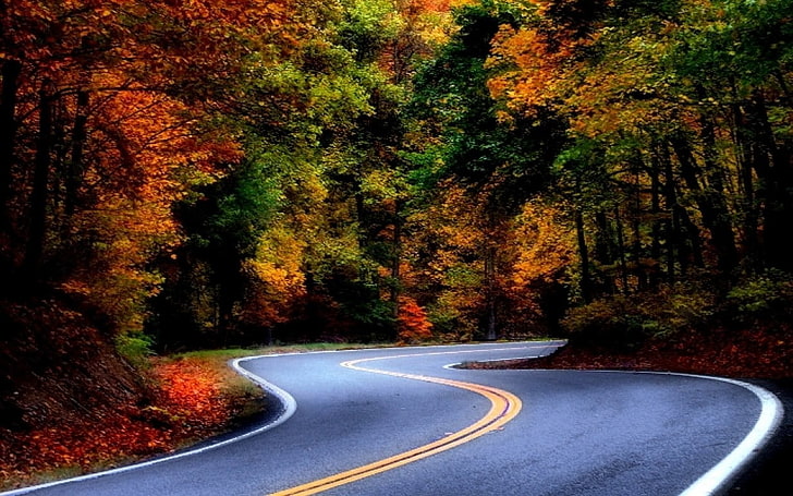 black asphalt road, landscape, nature, forest, fall, leaves, colorful