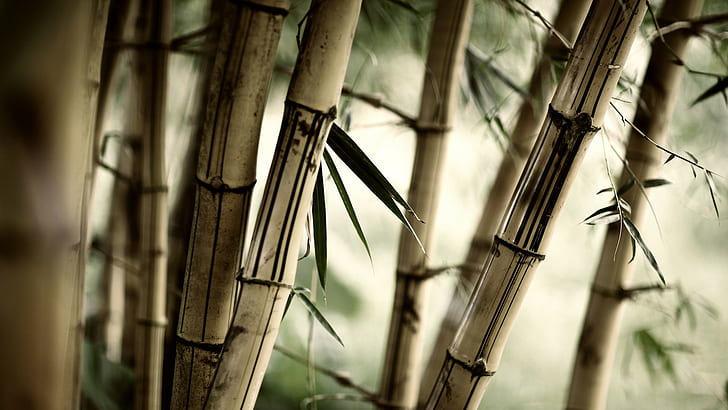 bamboo, blurred, depth of field, brown, photography, plants, HD wallpaper