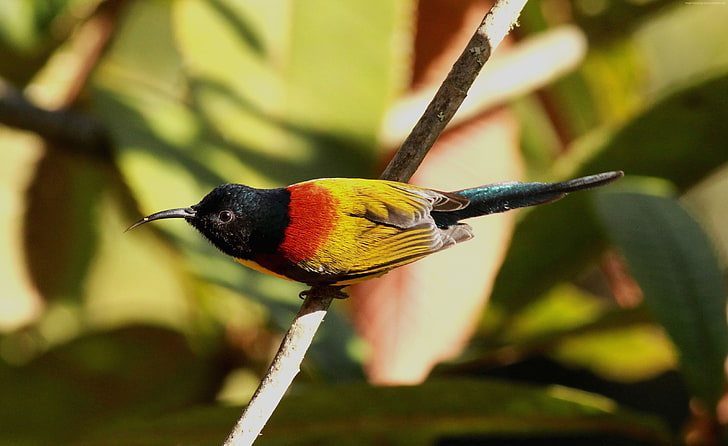 yellow, bird, tourism, Lama сamp Arunachal, Pradesh, Aethopyga nipalensis