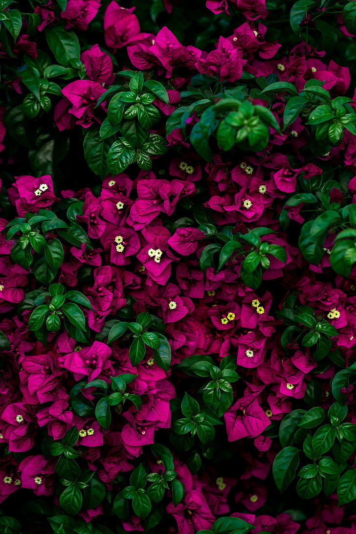 purple bougainvillea flowers, bush, leaves, pink, freshness, green color