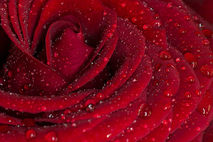 macro photography of Rose flower with water drops, rose, Red Rose