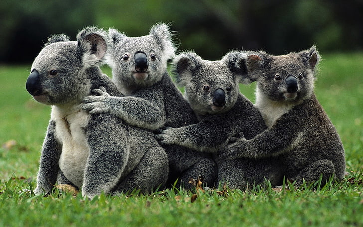 four koala bears, koalas, crowd, animals, wild, mammal, nature