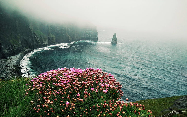 flowers, sea, cliff, beach, landscape, nature, beauty in nature