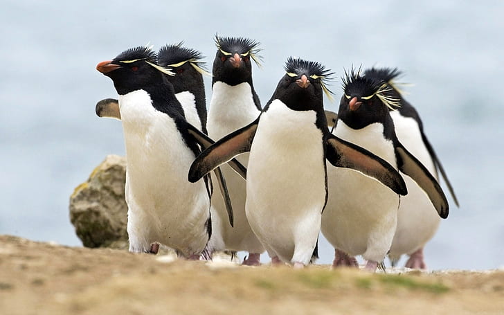Penguin Penguins Bird Birds HD, animals, HD wallpaper