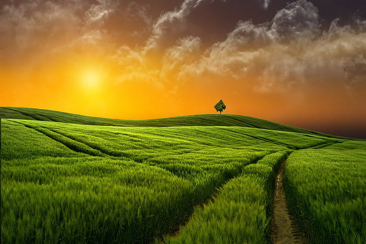 HD wallpaper: Sunset grass field, grassland, Nature | Wallpaper Flare