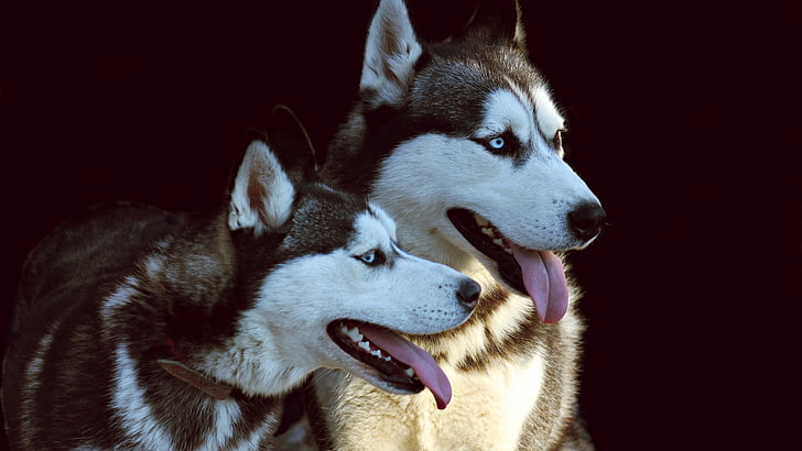Siberian Husky , dog, animals, domestic, canine, animal themes, HD wallpaper
