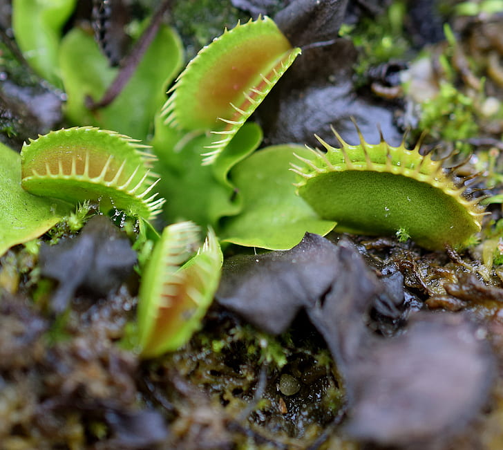 green spiky plant, Traps, in the Morning, Nikon, Carnivorous  Plants