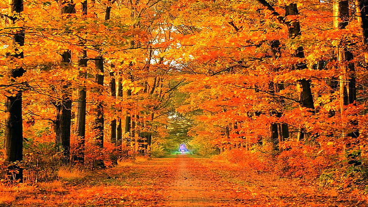 autumn season roads parks 1920x1080  Nature Seasons HD Art, autumn (season), HD wallpaper