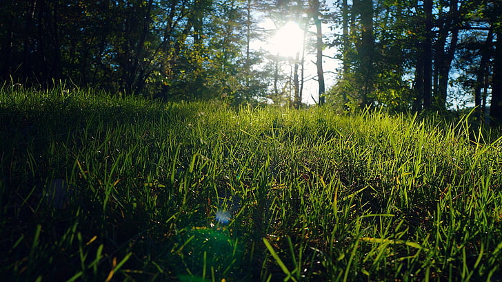 green grasses, photo of green grass field at daytime, nature, HD wallpaper