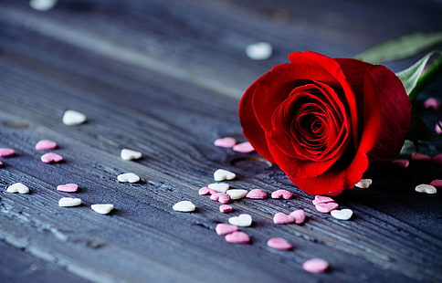 HD wallpaper: red rose, flower, flowers, background, widescreen, Wallpaper  | Wallpaper Flare