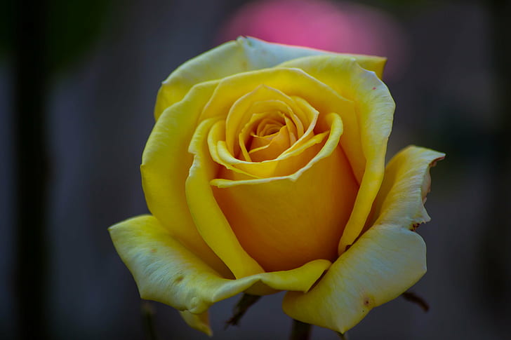closeup photo of yellow rose, rose, Kodaikanal, Kumaravel, Nikon  d3100