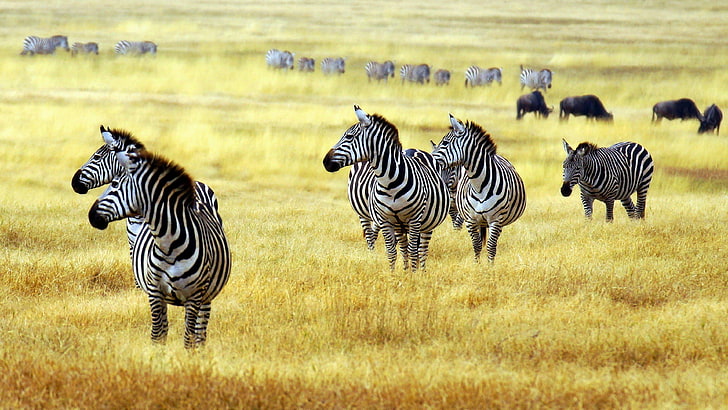 wildlife, grassland, zebra, wild animals, fauna, savanna, herd, HD wallpaper