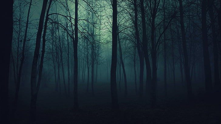 gloomy, twilight, wood, forest, trees, fog, haze, darkness, HD wallpaper