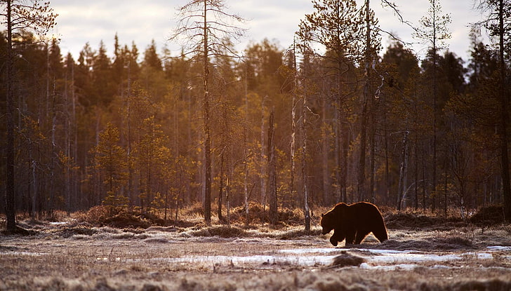brown grizzly, bears, animals, mammals, trees, landscape, nature